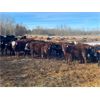 Image 5 : Range 45 Ranch Ltd. - 810# Weaned Steers - 78 Head (Dewberry, AB)