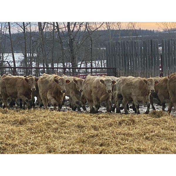 Midpoint Farms - 775# Weaned Steers - 80 Head (Drayton Valley, AB)