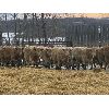 Image 1 : Midpoint Farms - 775# Weaned Steers - 80 Head (Drayton Valley, AB)