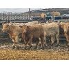 Image 2 : Midpoint Farms - 775# Weaned Steers - 80 Head (Drayton Valley, AB)