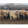 Image 3 : Midpoint Farms - 775# Weaned Steers - 80 Head (Drayton Valley, AB)