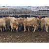 Image 4 : Midpoint Farms - 775# Weaned Steers - 80 Head (Drayton Valley, AB)
