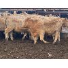 Image 5 : Midpoint Farms - 775# Weaned Steers - 80 Head (Drayton Valley, AB)