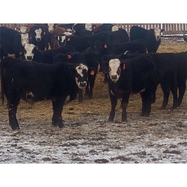 Midpoint Farms - 765# Weaned Steers - 164 Head (Drayton Valley, AB)