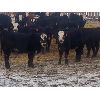 Image 1 : Midpoint Farms - 765# Weaned Steers - 164 Head (Drayton Valley, AB)
