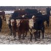 Image 2 : Midpoint Farms - 765# Weaned Steers - 164 Head (Drayton Valley, AB)