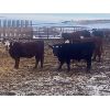 Image 3 : Midpoint Farms - 765# Weaned Steers - 164 Head (Drayton Valley, AB)