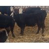 Image 5 : Midpoint Farms - 765# Weaned Steers - 164 Head (Drayton Valley, AB)