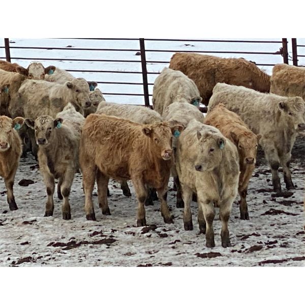 Midpoint Farms - 675# Weaned Steers - 186 Head (Drayton Valley, AB)