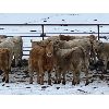 Image 2 : Midpoint Farms - 675# Weaned Steers - 186 Head (Drayton Valley, AB)