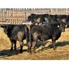 Image 10 : Wheeler Ranch - 621# Weaned Steers - 100 Head (Strathmore, AB)