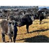Image 3 : Wheeler Ranch - 621# Weaned Steers - 100 Head (Strathmore, AB)
