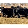 Image 7 : Wheeler Ranch - 621# Weaned Steers - 100 Head (Strathmore, AB)