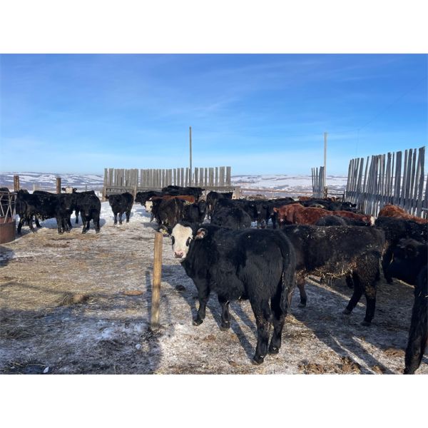 Bar UJ Ranch & Farm - 780# Weaned Steers - 65 Head (Edgerton, AB)