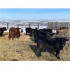 Image 2 : Bar UJ Ranch & Farm - 780# Weaned Steers - 65 Head (Edgerton, AB)