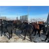 Image 3 : Bar UJ Ranch & Farm - 780# Weaned Steers - 65 Head (Edgerton, AB)