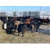 Image 4 : Bar UJ Ranch & Farm - 780# Weaned Steers - 65 Head (Edgerton, AB)