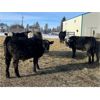 Image 5 : Bar UJ Ranch & Farm - 780# Weaned Steers - 65 Head (Edgerton, AB)