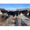 Image 6 : Bar UJ Ranch & Farm - 780# Weaned Steers - 65 Head (Edgerton, AB)