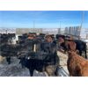 Image 7 : Bar UJ Ranch & Farm - 780# Weaned Steers - 65 Head (Edgerton, AB)