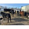 Image 8 : Bar UJ Ranch & Farm - 780# Weaned Steers - 65 Head (Edgerton, AB)