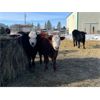 Image 9 : Bar UJ Ranch & Farm - 780# Weaned Steers - 65 Head (Edgerton, AB)
