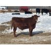 Image 3 : Leon Hougham - 750# Weaned Steers - 80 Head (Hillmond, SK)