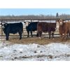 Image 4 : Leon Hougham - 750# Weaned Steers - 80 Head (Hillmond, SK)