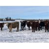 Image 5 : Leon Hougham - 750# Weaned Steers - 80 Head (Hillmond, SK)