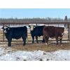 Image 6 : Leon Hougham - 750# Weaned Steers - 80 Head (Hillmond, SK)