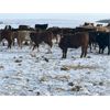 Image 7 : Leon Hougham - 750# Weaned Steers - 80 Head (Hillmond, SK)