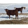 Image 8 : Leon Hougham - 750# Weaned Steers - 80 Head (Hillmond, SK)