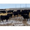 Image 10 : 9 Bar Ranch - 724# Steers - 204 Head (Fincastle, AB)