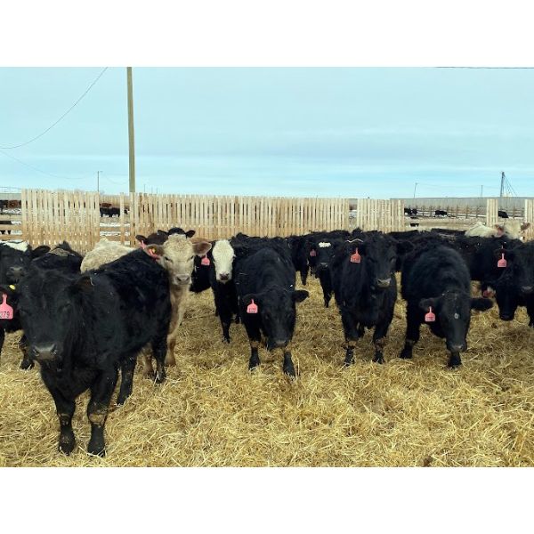 9 Bar Ranch - 724# Steers - 204 Head (Fincastle, AB)