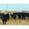 Image 1 : 9 Bar Ranch - 724# Steers - 204 Head (Fincastle, AB)