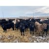 Image 4 : 9 Bar Ranch - 724# Steers - 204 Head (Fincastle, AB)