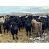 Image 8 : 9 Bar Ranch - 724# Steers - 204 Head (Fincastle, AB)