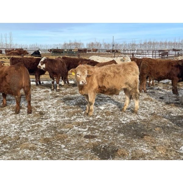 Circle A Farms - 840# Steers - 73 Head (Beavsejour, MB)