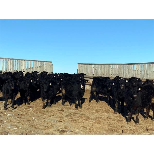 Lost River Farming - 840# Steers - 446 Head (Allan, SK)