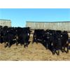 Image 4 : Lost River Farming - 840# Steers - 446 Head (Allan, SK)