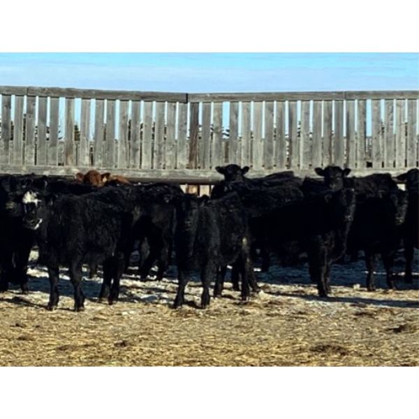 Lost River Farming - 710# Steers - 104 Head (Allan, SK)