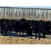 Image 2 : Lost River Farming - 710# Steers - 104 Head (Allan, SK)