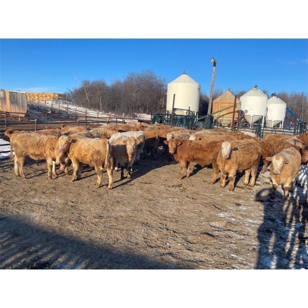 Reilly Lake Ranching - 860# Steers - 73 Head (Lloydminster, AB)