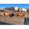 Image 6 : Reilly Lake Ranching - 860# Steers - 73 Head (Lloydminster, AB)