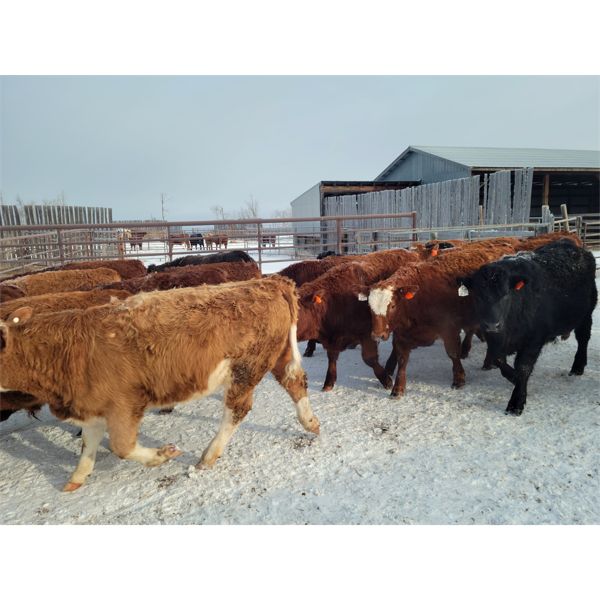 Dennis Herman - 900# Steers - 72 Head (Hoadley, AB)