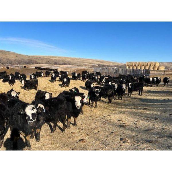 Bircham Ranch - 880# Steers - 194 Head (Piapot, SK)