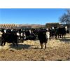 Image 2 : Bircham Ranch - 880# Steers - 194 Head (Piapot, SK)