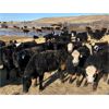 Image 3 : Bircham Ranch - 880# Steers - 194 Head (Piapot, SK)
