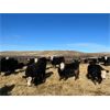 Image 4 : Bircham Ranch - 880# Steers - 194 Head (Piapot, SK)