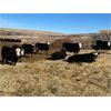 Image 5 : Bircham Ranch - 880# Steers - 194 Head (Piapot, SK)